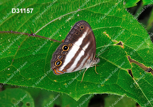 Two-banded Satyr (Pareuptychia ocirrhoe)